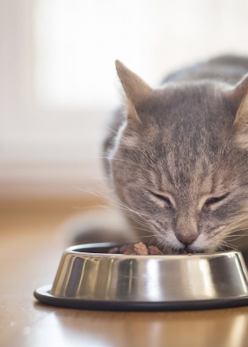 Beautiful tabby cat sitting next to a food bowl, placed on the floor next to the living room window, and eating.